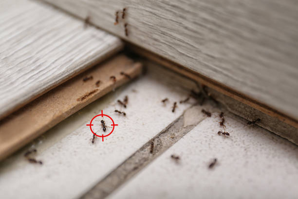 Best Emergency Pest Control  in Oswego, KS